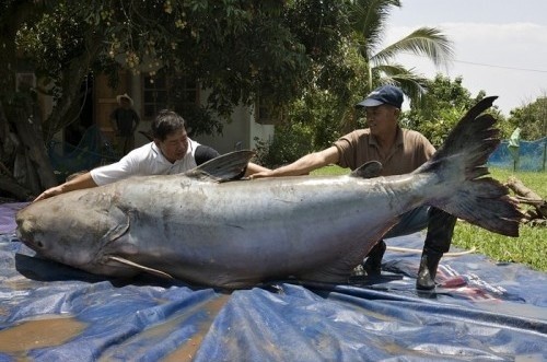 Photo:  River Monsters